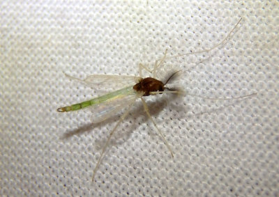 Endochironomus nigricans; Midge species