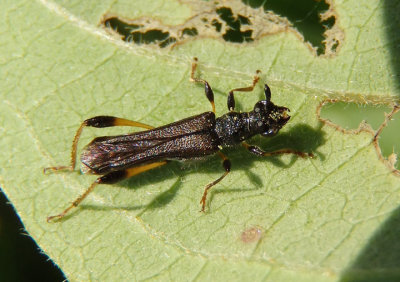 Callimoxys sanguinicollis; Long-horned Beetle species; male