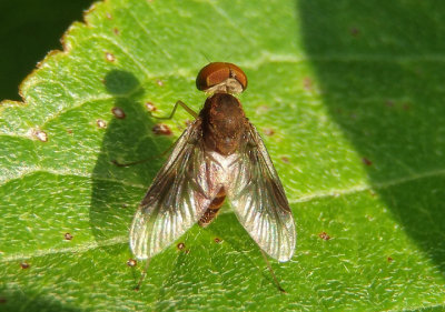 Chrysopilus quadratus; Snipe Fly species; male
