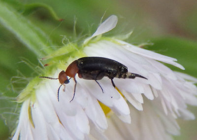 Mordellistena cervicalis; Tumbling Flower Beetle species