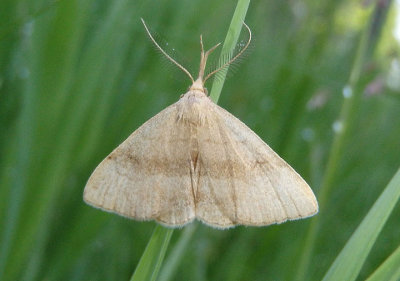 8362 - Phalaenostola metonalis; Pale Phalaenostola; male