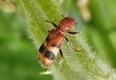 Enoclerus rosmarus; Checkered Beetle species