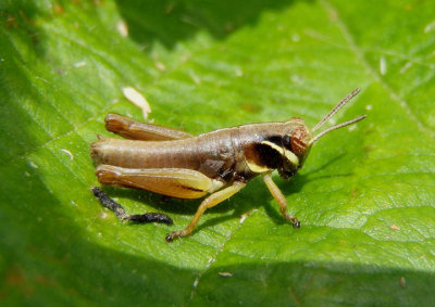 Melanoplus gracilis; Graceful Grasshopper; nymph