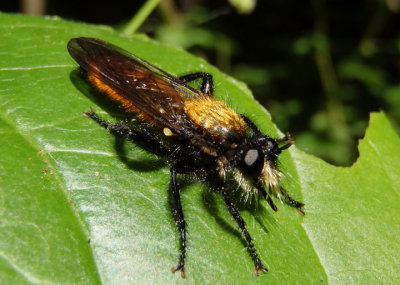 Laphria sericea/aktis complex; Robber Fly species