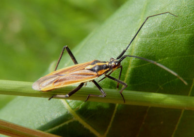 Leptopterna dolabrata; Meadow Plant Bug; exotic