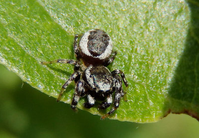 Pelegrina proterva; Jumping Spider species