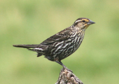 Red-winged Blackbird; female