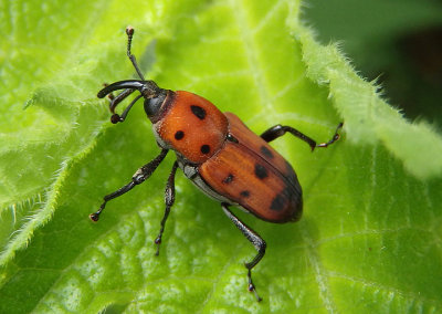 Rhodobaenus tredecimpunctatus; Ironweed Curculio