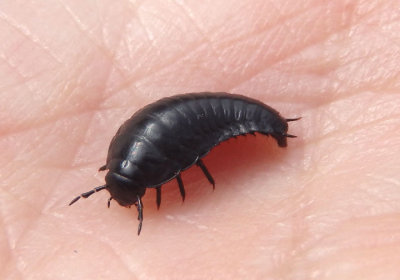 Silphidae Carrion Beetle species larva