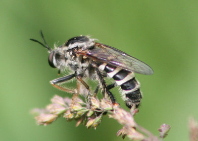 Ceraturgus cruciatus; Robber Fly species; male