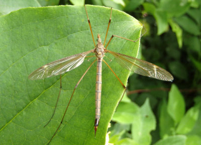 Tipula Large Crane Fly species