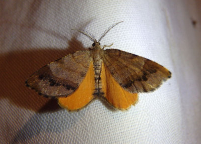 6322 - Mellilla xanthometata; Orange Wing