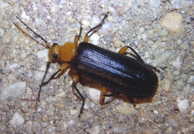 Neopyrochroa femoralis; Fire-colored Beetle species; female