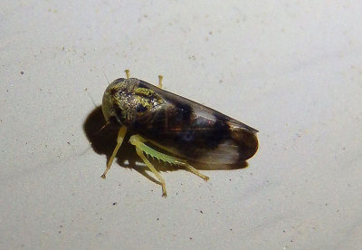 Pediopsoides distinctus; Leafhopper species