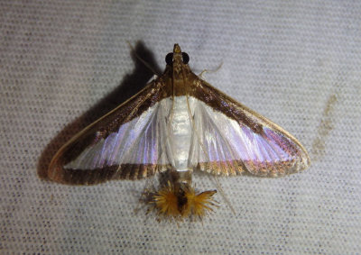 5204 - Diaphania hyalinata; Melonworm Moth