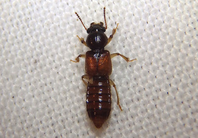 Bledius Spiny-legged Rove Beetle species