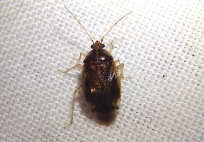 Deraeocoris davisi; Plant Bug species