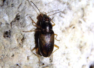 Bembidion confusum; Ground Beetle species