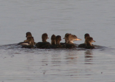 Hooded Mergansers; immature