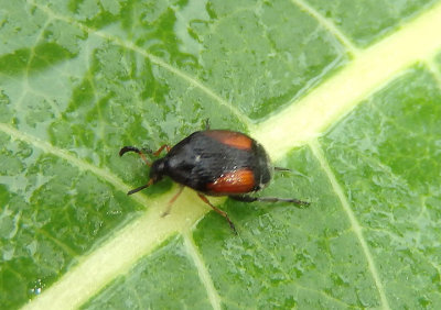Sennius abbreviatus; Bean Weevil species