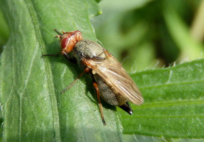 Tetanops luridipennis; Picture-winged Fly species; female