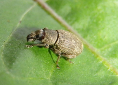 Anametis granulata; Broad-nosed Weevil species