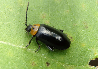 Disonycha triangularis; Three-spotted Flea Beetle
