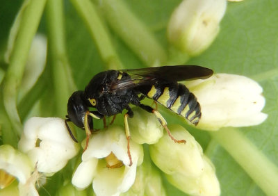 Anacrabro ocellatus; Square-headed Wasp species