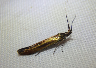 1387 - Coleophora mayrella; Metallic Coleophora Moth