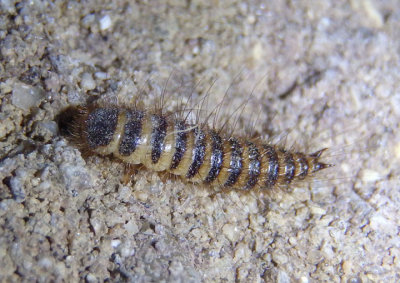 Dermestes Carpet Beetle species larva