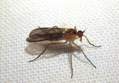 Rhamphomyia Dance Fly species