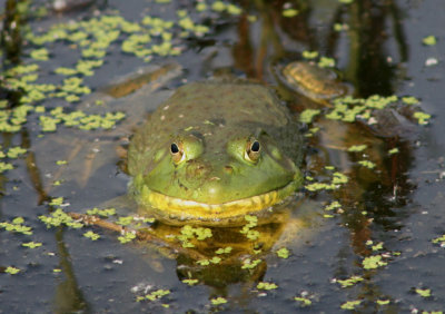 Bullfrog; male