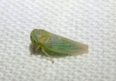 Idiocerus Leafhopper species 
