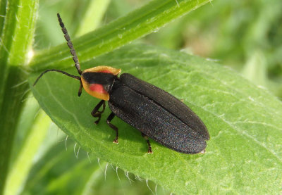 Lucidota atra; Black Firefly