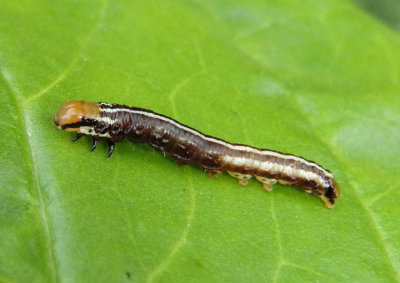 9464-9509 - Papaipema Borer Moth species caterpillar