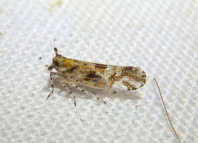 Stobaera tricarinata; Delphacid Planthopper species