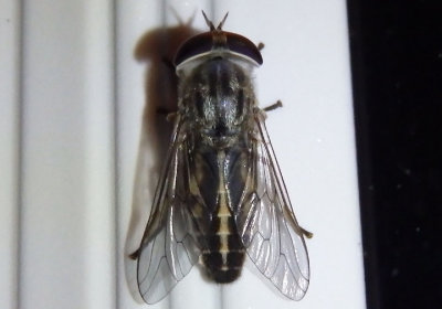 Tabanus lineola; Striped Horse Fly; female