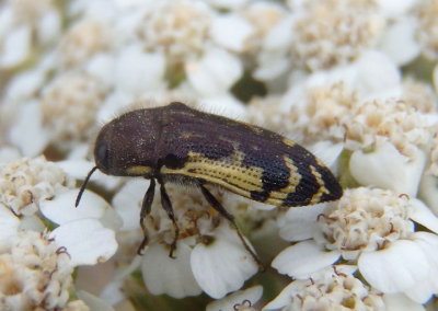 Acmaeodera pulchella; Metallic Wood-boring Beetle species