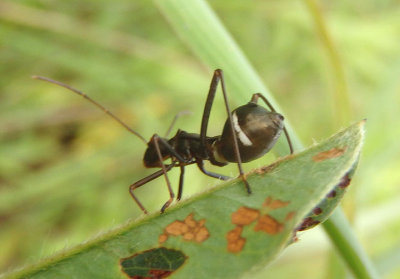Alydidae Broad-headed Bug species nymph