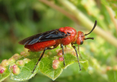 Sawflies and Relatives