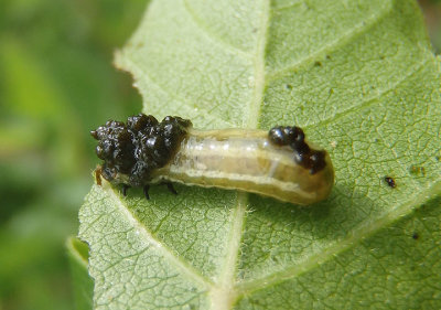 Blepharida rhois; Sumac Flea Beetle larva