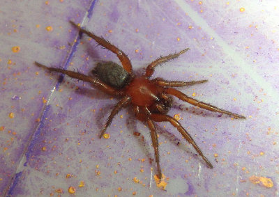 Gnaphosa sericata; Ground Spider species