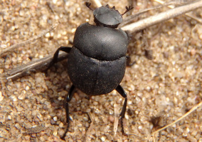Melanocanthon nigricornis; Dung Beetle species
