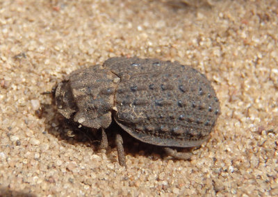 Omorgus scabrosus; Hastate Hide Beetle species