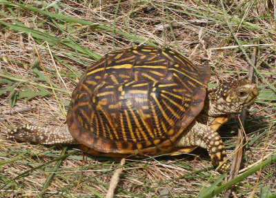 Ornate Box Turtle