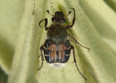 Trichiotinus piger; Flower Chafer species