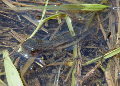 Boreal Chorus Frog tadpole