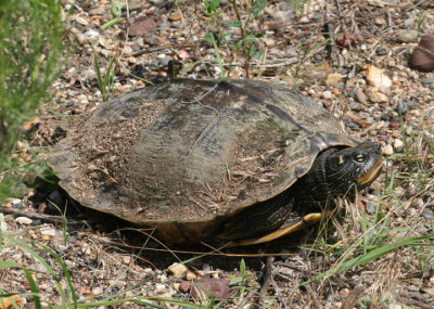 False Map Turtle