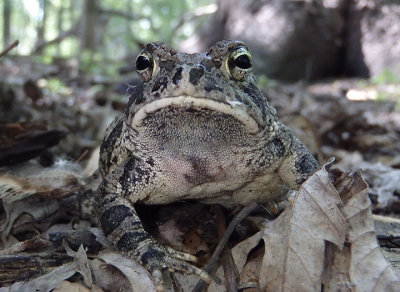 Fowler's Toad