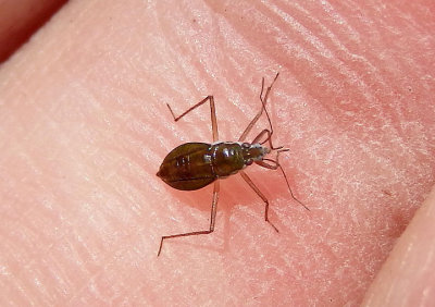 Mesovelia Water Treader species nymph